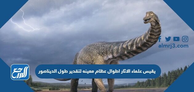 يقيس علماء الاثار اطوال عظام معينه لتقدير طول الديناصور
