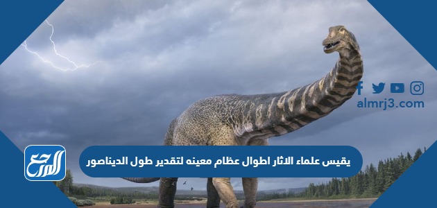 يقيس علماء الاثار اطوال عظام معينه لتقدير طول الديناصور
