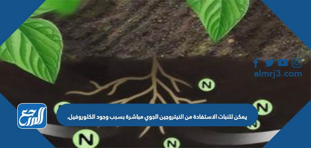 يمكن للنبات الاستفادة من النيتروجين الجوي مباشرة بسبب وجود الكلوروفيل.