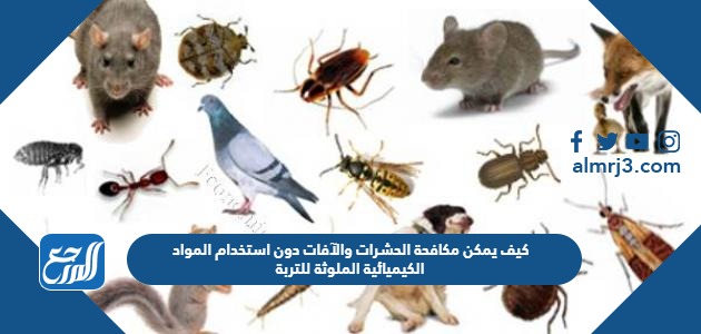 كيف يمكن مكافحة الحشرات والآفات دون استخدام المواد الكيميائية الملوثة للتربة