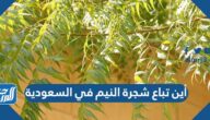 أين تباع شجرة النيم في السعودية