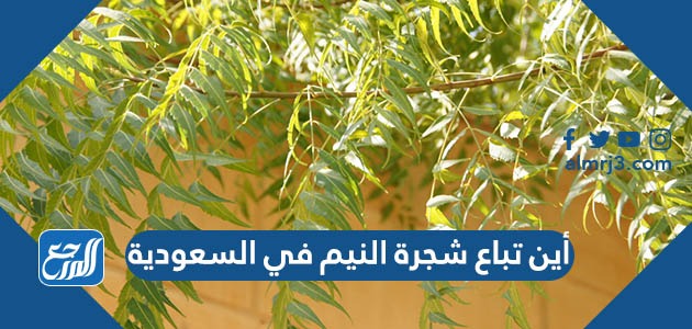 أين تباع شجرة النيم في السعودية