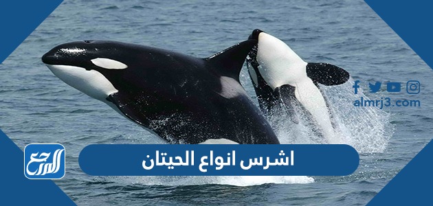 اشرس انواع الحيتان