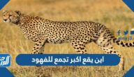 اين يقع اكبر تجمع للفهود في العالم