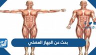 بحث عن الجهاز العضلي pdf مع المراجع