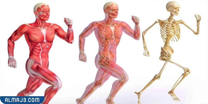 بحث عن الجهاز الهيكلي