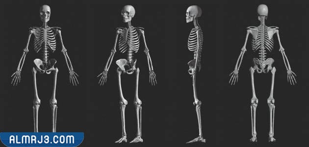 بحث عن الجهاز الهيكلي