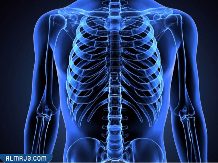 بحث عن الجهاز الهيكلي