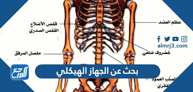بحث عن الجهاز الهيكلي