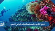 تحقق الشعب المرجانية التوازن البيئي البحري