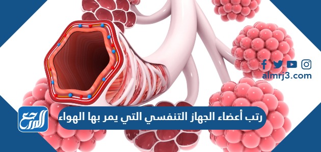 رتب أعضاء الجهاز التنفسي التي يمر بها الهواء بعد تبادل الغازات بين الحويصلة والشعيرات الدموية إلى خارج الجسم