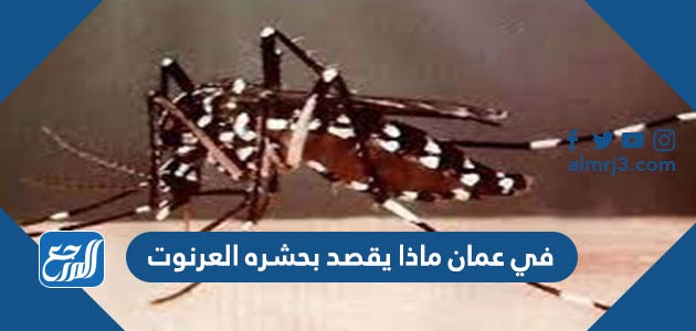 في عمان ماذا يقصد بحشره العرنوت
