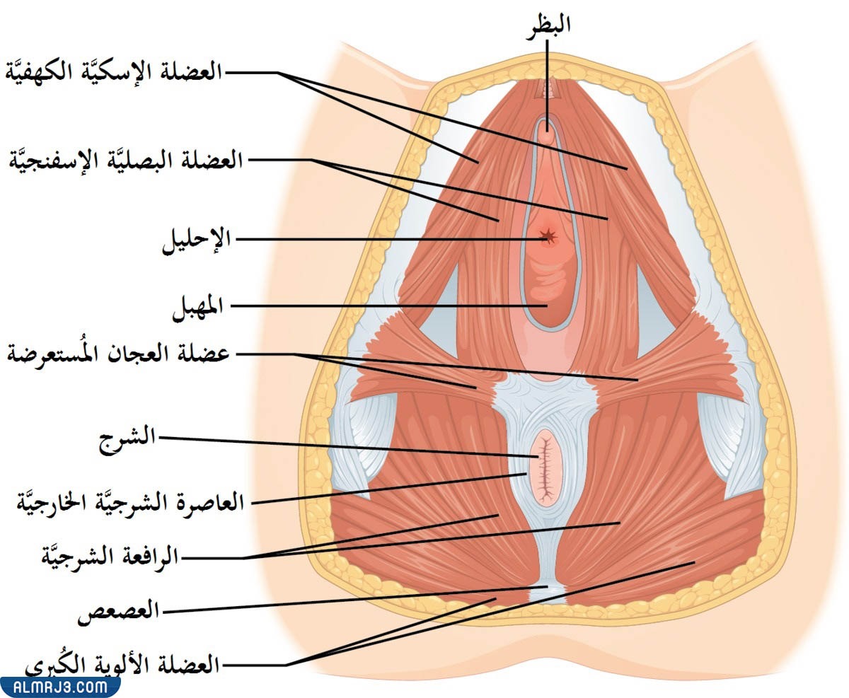 قص العجان بالصور 