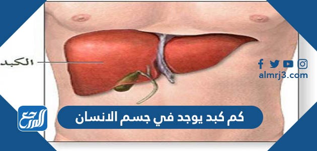 كم كبد يوجد في جسم الانسان