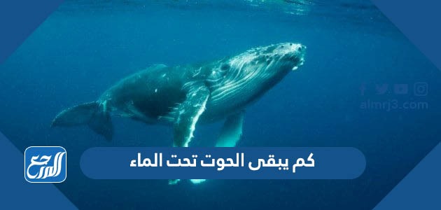 كم يبقى الحوت تحت الماء