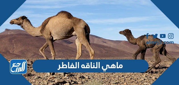 ماهي الناقه الفاطر