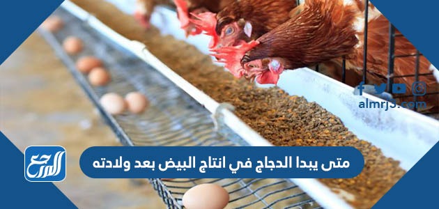 متى يبدا الدجاج في انتاج البيض بعد ولادته