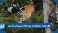 هل صحيح أن الهدهد يرى الماء في باطن الأرض