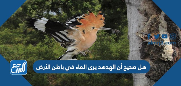 هل صحيح أن الهدهد يرى الماء في باطن الأرض