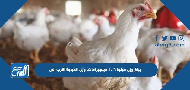 يبلغ وزن دجاجة ٦ ١٠ كيلوجرامات. وزن الدجاجة أقرب إلى