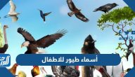 أسماء طيور للاطفال 2025 كيوت بالصور أسماء طيور للاطفال 2025 كيوت بالصور