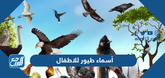 أسماء طيور للاطفال كيوت