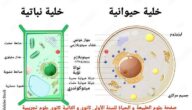 الفرق بين الخلايا النباتية والحيوانية وأهم أوجه الاختلاف الفرق بين الخلايا النباتية والحيوانية وأهم أوجه الاختلاف