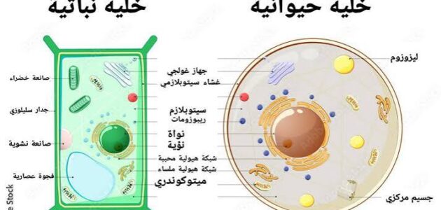 الفرق بين الخلايا النباتية والحيوانية وأهم أوجه الاختلاف